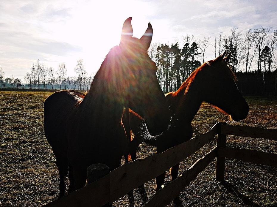 Agroturystyka Pod Modrzewiami Nowy Tomyśl エクステリア 写真